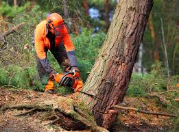 Franklin Lakes, NJ Tree Removal Company