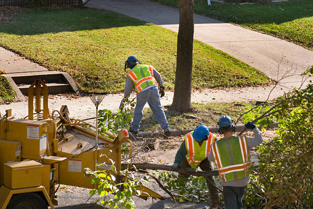 How Our Tree Care Process Works  in  Franklin Lakes, NJ